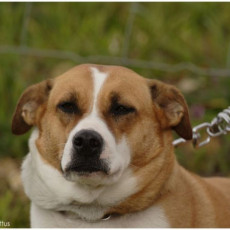 2008 SF Dittus 022 0